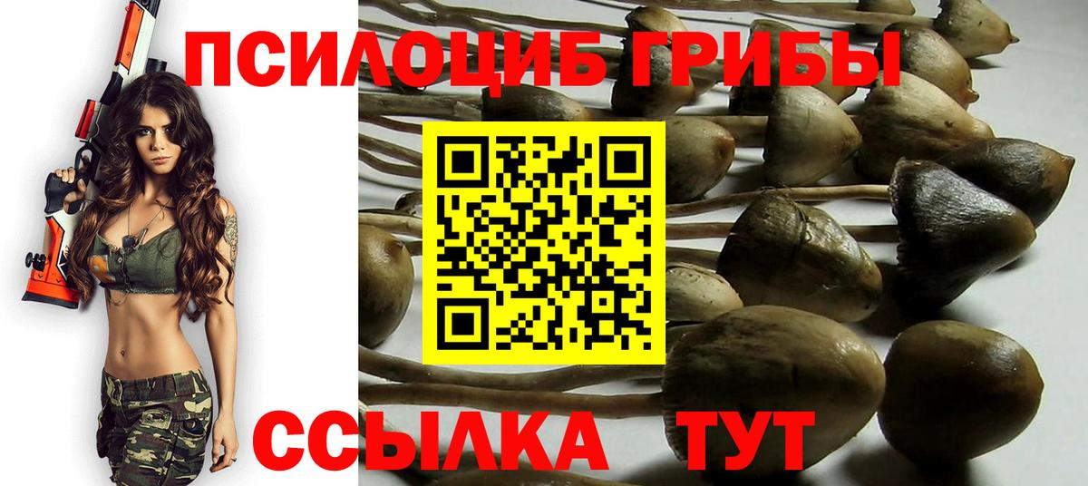 Псилоцибиновые грибы Cubensis Абакан